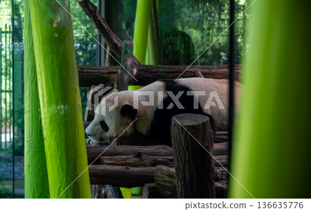 Berlin, germany, august 14, 2023. Giant panda resting peacefully on wooden structure inside its enclosure, framed by green bamboo, symbolizing conservation Berlin, germany, august 14, 2023. Giant panda resting peacefully on wooden structure inside its enclosure, framed by green bamboo, symbolizing conservation 136635776