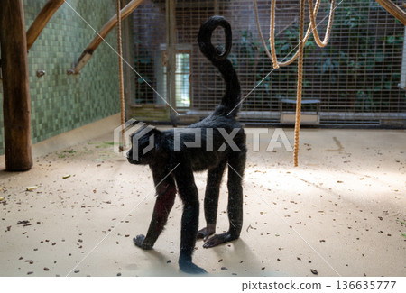 Berlin, germany, august 14, 2023. Black-furred spider monkey standing on light floor in zoo enclosure, curling its long prehensile tail while observing visitors Berlin, germany, august 14, 2023. Black-furred spider monkey standing on light floor in zoo enclosure, curling its long prehensile tail while observing visitors 136635777