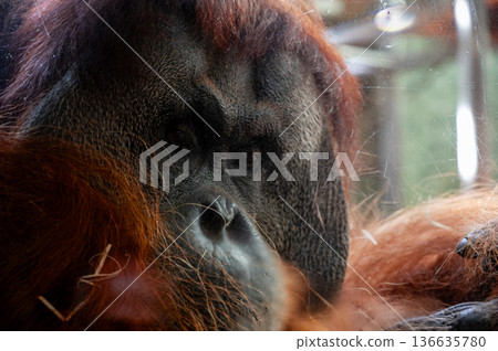 Berlin, germany, august 14, 2023. Orangutan portrait behind glass, pensive expression and thoughtful gaze, close-up capturing captive wildlife and introspective behavior Berlin, germany, august 14, 2023. Orangutan portrait behind glass, pensive expression and thoughtful gaze, close-up capturing captive wildlife and introspective behavior 136635780