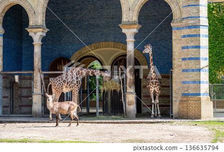 Berlin, germany, august 14,2023. Giraffes feeding on hay beside a waterbuck in front of berlin zoo s historic moorish style giraffe house with ornate arches Berlin, germany, august 14,2023. Giraffes feeding on hay beside a waterbuck in front of berlin zoo s historic moorish style giraffe house with ornate arches 136635794