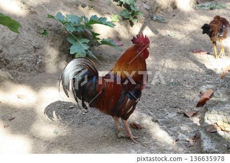 Vibrant red rooster standing in a sunny farmyard Vibrant red rooster standing in a sunny farmyard 136635978