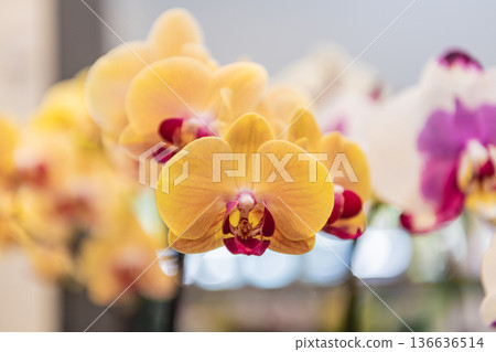 Floral nature. Orchid flower bright color. Flowering nature. Orchid flower orange color. Floral macro photography. Flora and nature closeup. Orange orchid flower Floral nature. Orchid flower bright color. Flowering nature. Orchid flower orange color. Floral macro photography. Flora and nature closeup. Orange orchid flower 136636514