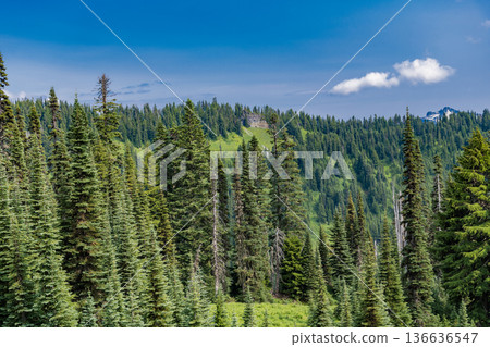 Green forest wood landscape in mountain. Nature of mixed forest. Landscape of scenery nature. Scenic landscape woodland. Hill landscape with forest. Nature mountain forest. Whispering pine trees 136636547