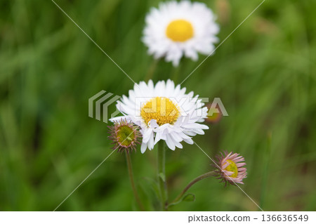Daisy blossom. White daisy garden flower growing. Daisy flower in nature. Summer nature. Bright flowering plant. Flower of daisy Daisy blossom. White daisy garden flower growing. Daisy flower in nature. Summer nature. Bright flowering plant. Flower of daisy 136636549