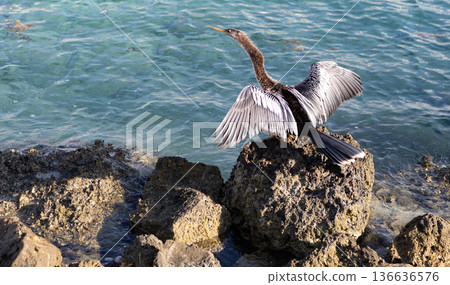 Anhinga sitting outdoor. A lonely anhinga at the sea. Snakebird near water. Sea darter bird. Fauna and nature. Snakebird observing the water. Sea bird with beak and feather. Copy space Anhinga sitting outdoor. A lonely anhinga at the sea. Snakebird near water. Sea darter bird. Fauna and nature. Snakebird observing the water. Sea bird with beak and feather. Copy space 136636576
