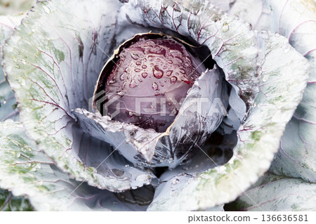 Brassica cabbage vegetable. Farming and harvest. Harvest crop. Cabbage vegetable, Acephala Brassica. Purple background 136636581