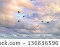 Flock of birds at sunset sky. Fauna and nature. Pelican and seagull flying together. Sea gull flying above sea. Birds migration. Flock pelican bird and sea gull. Pelican and seagull flying in sky 136636596