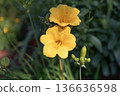 Flowering lily. Daylily blossom. Violet day lily garden flower growing under sunlight. Daylily flower in nature. Summer nature. Yellow inflorescences of flowering lily. Flower of daylily yellow color 136636598