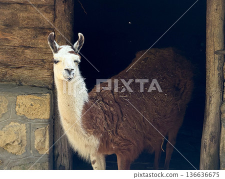 Llama standing near a rustic wooden wall. Agriculture, domestication, and human relationship with animals in rural and controlled environments. Llama standing near a rustic wooden wall. Agriculture, domestication, and human relationship with animals in rural and controlled environments. 136636675