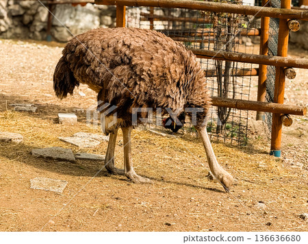 Ostrich walking on dry ground in a zoo. Wildlife, conservation and natural diversity. 136636680