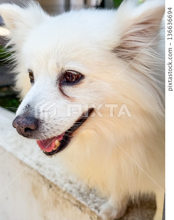 White fluffy dog with smiling expression. Companionship, loyalty, and joyful presence of domestic animal outdoors. 136636694
