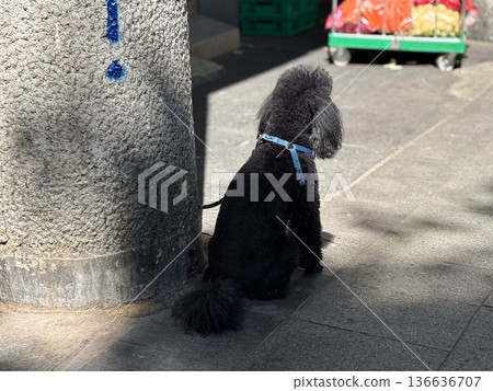 Black poodle dog sitting on a sidewalk tied to a pole with leash near urban street. Pet, lifestyle and companionship representing waiting, loyalty and human relationship with animals. Black poodle dog sitting on a sidewalk tied to a pole with leash near urban street. Pet, lifestyle and companionship representing waiting, loyalty and human relationship with animals. 136636707