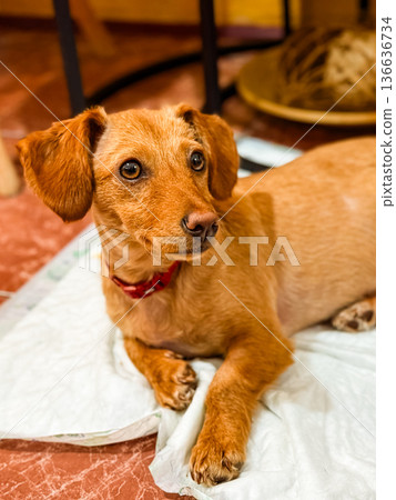 Dog wearing diaper sitting on tiled floor indoors. Domestic pet care symbolizing adaptation, health and protection in everyday household lifestyle. 136636734