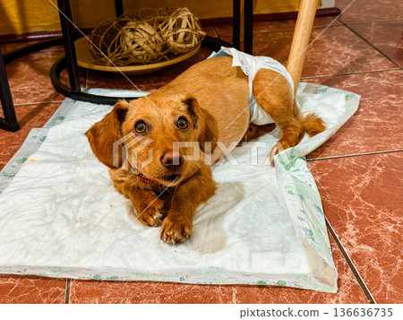 Dog wearing diaper sitting on tiled floor indoors. Domestic pet care symbolizing adaptation, health and protection in everyday household lifestyle. 136636735