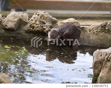 Otter by the water edge. Curiosity, alertness, and natural behavior of aquatic mammals. Otter by the water edge. Curiosity, alertness, and natural behavior of aquatic mammals. 136636751