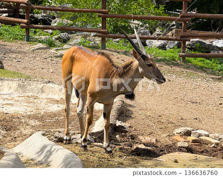Antelope standing on sandy ground in a zoo. Herbivore, ecology and wildlife. Antelope standing on sandy ground in a zoo. Herbivore, ecology and wildlife. 136636760