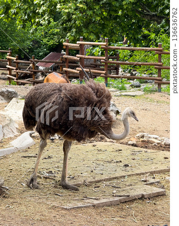 Ostrich walking on dry ground in a zoo. Wildlife, conservation and natural diversity. 136636762