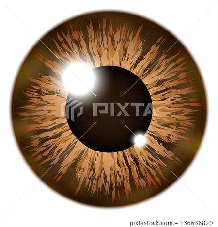 Brown retina eye. Chestnut eyeball color icon 136636820