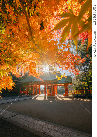 香取神社正門與秋葉 香取神社正門與秋葉 136637308