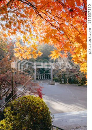 香取神社鳥居與秋葉 香取神社鳥居與秋葉 136637320