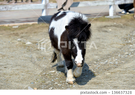行走的小馬 行走的小馬 136637328