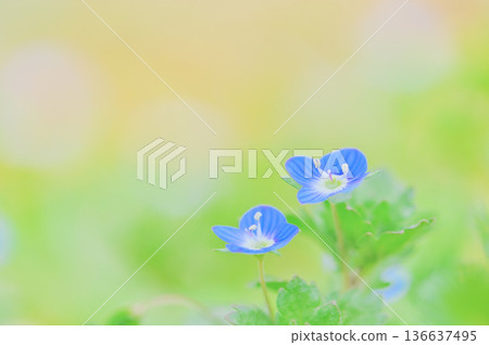 Veronica persica blooming on green background Spring image 136637495