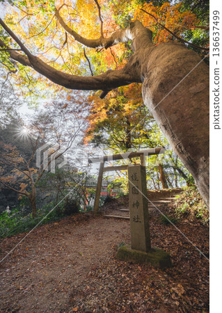 Katori Gokoku Shrine: Autumn scenery surrounded by torii gates and autumn leaves Katori Gokoku Shrine: Autumn scenery surrounded by torii gates and autumn leaves 136637499