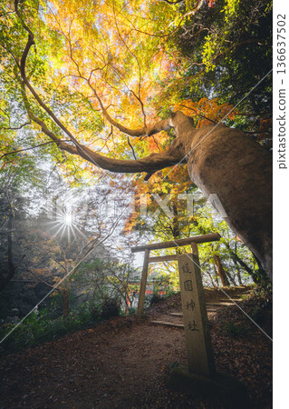 香取護國神社:秋日景色,鳥居環繞,紅葉似錦。 香取護國神社:秋日景色,鳥居環繞,紅葉似錦。 136637502