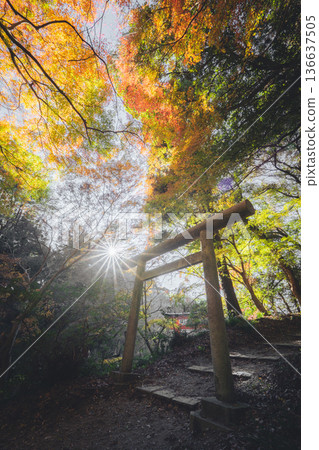 香取護國神社:秋日景色,鳥居環繞,紅葉似錦。 香取護國神社:秋日景色,鳥居環繞,紅葉似錦。 136637505