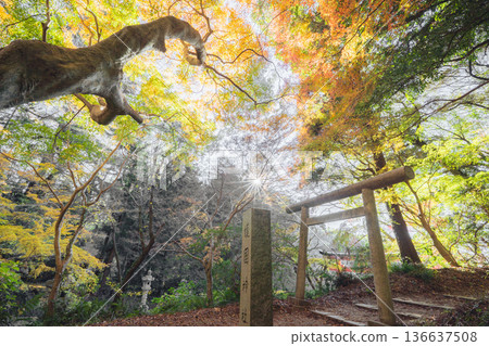 香取護國神社：秋日景色，鳥居環繞，紅葉似錦。 136637508
