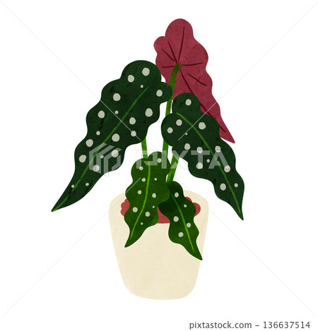 Begonia maculata potted plant watercolor hand-drawn illustration Begonia maculata potted plant watercolor hand-drawn illustration 136637514