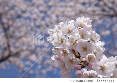 Cherry blossoms in full bloom Cherry blossoms in full bloom 136637533