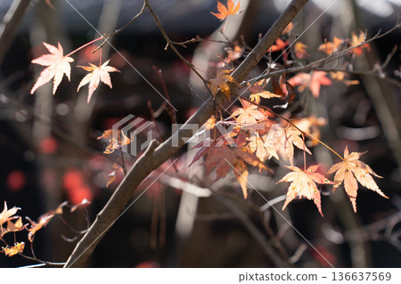 Matsuyama Garden Museum: Falling leaves and autumn light Matsuyama Garden Museum: Falling leaves and autumn light 136637569