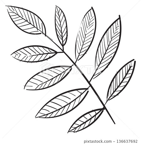 Organic herb branch sketch. Cooking plant drawing 136637692