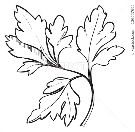 Parsley leaves. Aroma spice cooking ingredient icon Parsley leaves. Aroma spice cooking ingredient icon 136637693