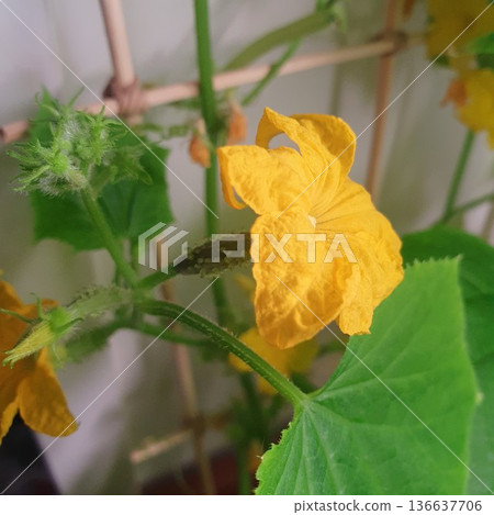 Close up of cucumber flower with young developing fruit on climbing vine indoors. Yellow blossom and small spiny gherkin growing on trellis near window in home garden environment. Close up of cucumber flower with young developing fruit on climbing vine indoors. Yellow blossom and small spiny gherkin growing on trellis near window in home garden environment. 136637706