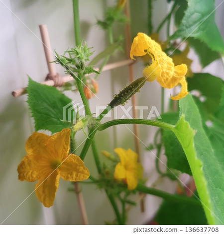 Developing cucumber fruit with yellow flowers on indoor climbing vine. Spiny young gherkin forming after pollination, growing on vertical support in home vegetable garden near window. 136637708