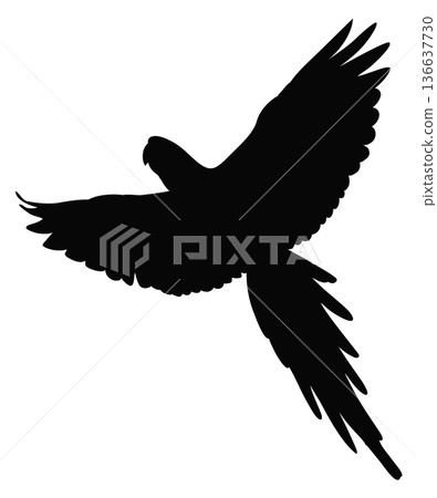 Wild bird flying. Black jungle parrot silhouette 136637730