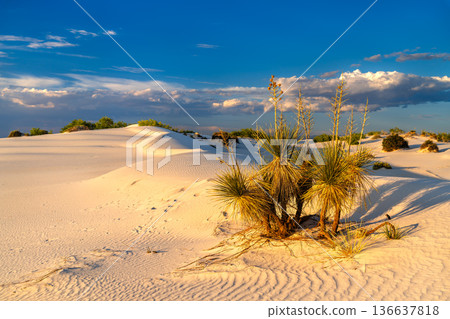 White Sands National Park in New Mexico. Scenic landscape features a Soaptree Yucca plant growing on rippled gypsum sand dunes under a blue sky at sunset 136637818