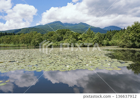 Niigata Imori Pond and Mt. Myoko 136637912