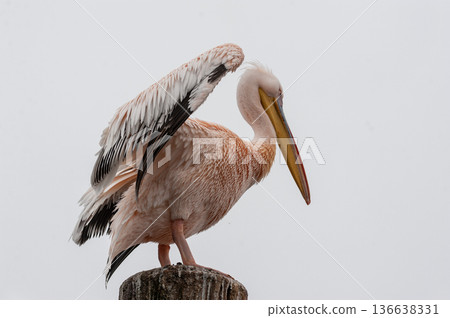 Pelican in Walvis Bay Pelican in Walvis Bay 136638331