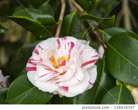 White and red dyed camellias, Japanese flowers blooming in a winter garden White and red dyed camellias, Japanese flowers blooming in a winter garden 136638387