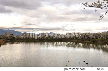 Cherry blossom trees line the Karako Pond, and spring in Yamato reflected on the water's surface Cherry blossom trees line the Karako Pond, and spring in Yamato reflected on the water's surface 136638389