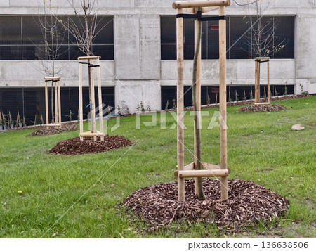 Careful Planting Of Young Trees, Manicured Lawns Featuring Young Trees And Meticulous Planting Practices Careful Planting Of Young Trees, Manicured Lawns Featuring Young Trees And Meticulous Planting Practices 136638506