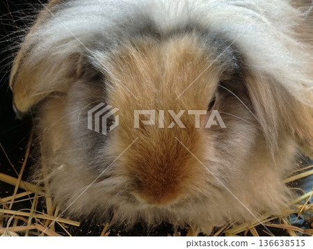 Soft Fluffy Bunny Closeup, An Intimate Picture Capturing Soft Fur And Delicate Whiskers Of Calm Rabbit Soft Fluffy Bunny Closeup, An Intimate Picture Capturing Soft Fur And Delicate Whiskers Of Calm Rabbit 136638515