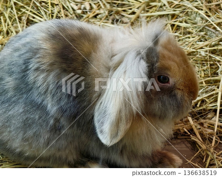 Curious Lop Eared Rabbit Alert, Straw Bedding And Rustic Textures Frame Inquisitive Lop Eared Rabbit Curious Lop Eared Rabbit Alert, Straw Bedding And Rustic Textures Frame Inquisitive Lop Eared Rabbit 136638519