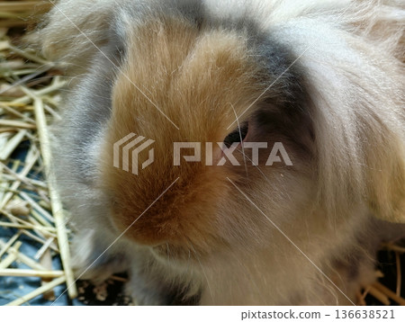 Cute Bunny Awaiting, Charming Rabbit Nestled In Hay With Hopeful Expression Indicating Readiness For New Home Cute Bunny Awaiting, Charming Rabbit Nestled In Hay With Hopeful Expression Indicating Readiness For New Home 136638521