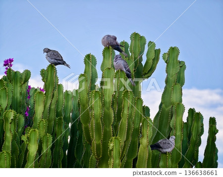 Doves Resting Amidst Vibrant Flora, Doves Sitting Peacefully On Cactus Stems With Colorful Blossoms Doves Resting Amidst Vibrant Flora, Doves Sitting Peacefully On Cactus Stems With Colorful Blossoms 136638661