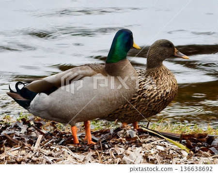 Mallards Gaze At Rippling Water, Standing Mallard Pair Attentively Views Tranquil Pond Environment Mallards Gaze At Rippling Water, Standing Mallard Pair Attentively Views Tranquil Pond Environment 136638692
