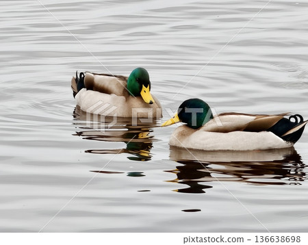 Mallard Reflections Displayed, Duck Pair Calmly Floating With Clear Reflection And Gentle Ripples Mallard Reflections Displayed, Duck Pair Calmly Floating With Clear Reflection And Gentle Ripples 136638698